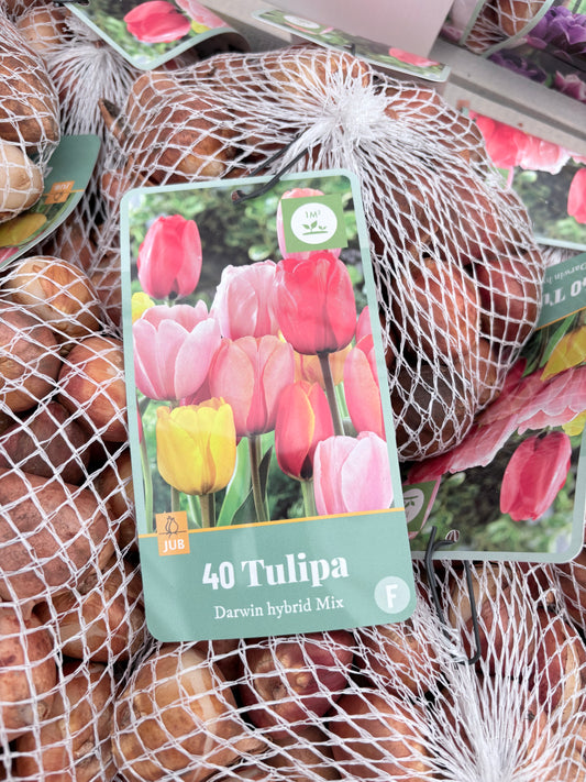 Tulipa Darwin Hybrid mix