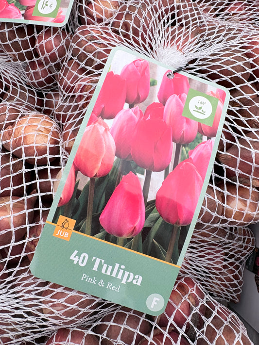 Tulipa Pink&Red