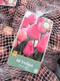 Tulipa Pink&Red