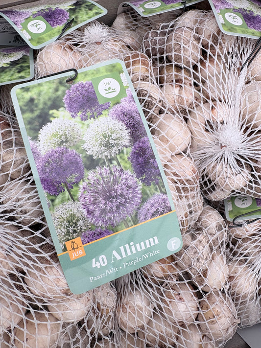 Allium Purple/white