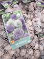 Allium Purple/white