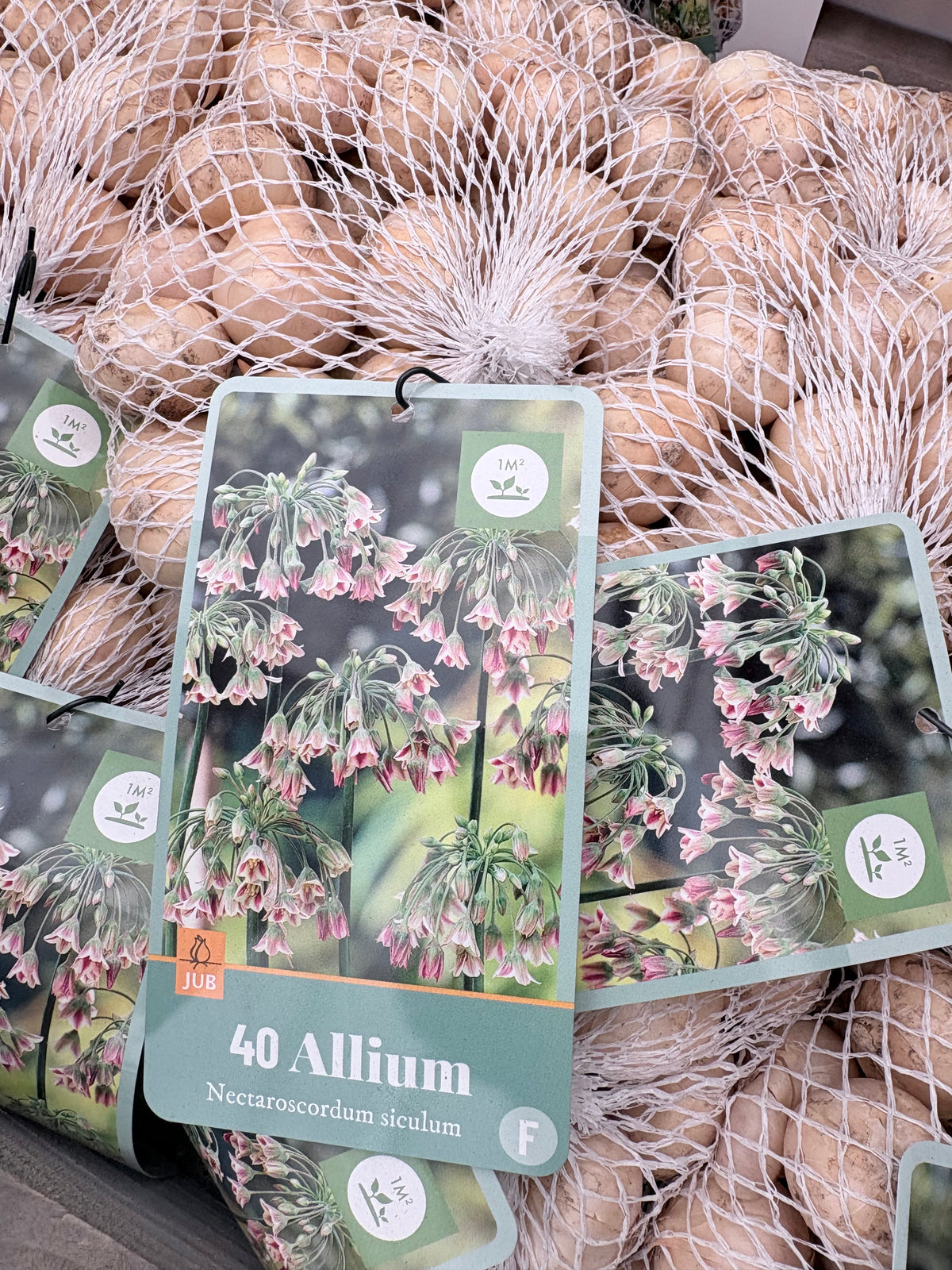 Allium Nectaroscordum siculum