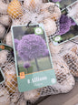 Allium Gladiator