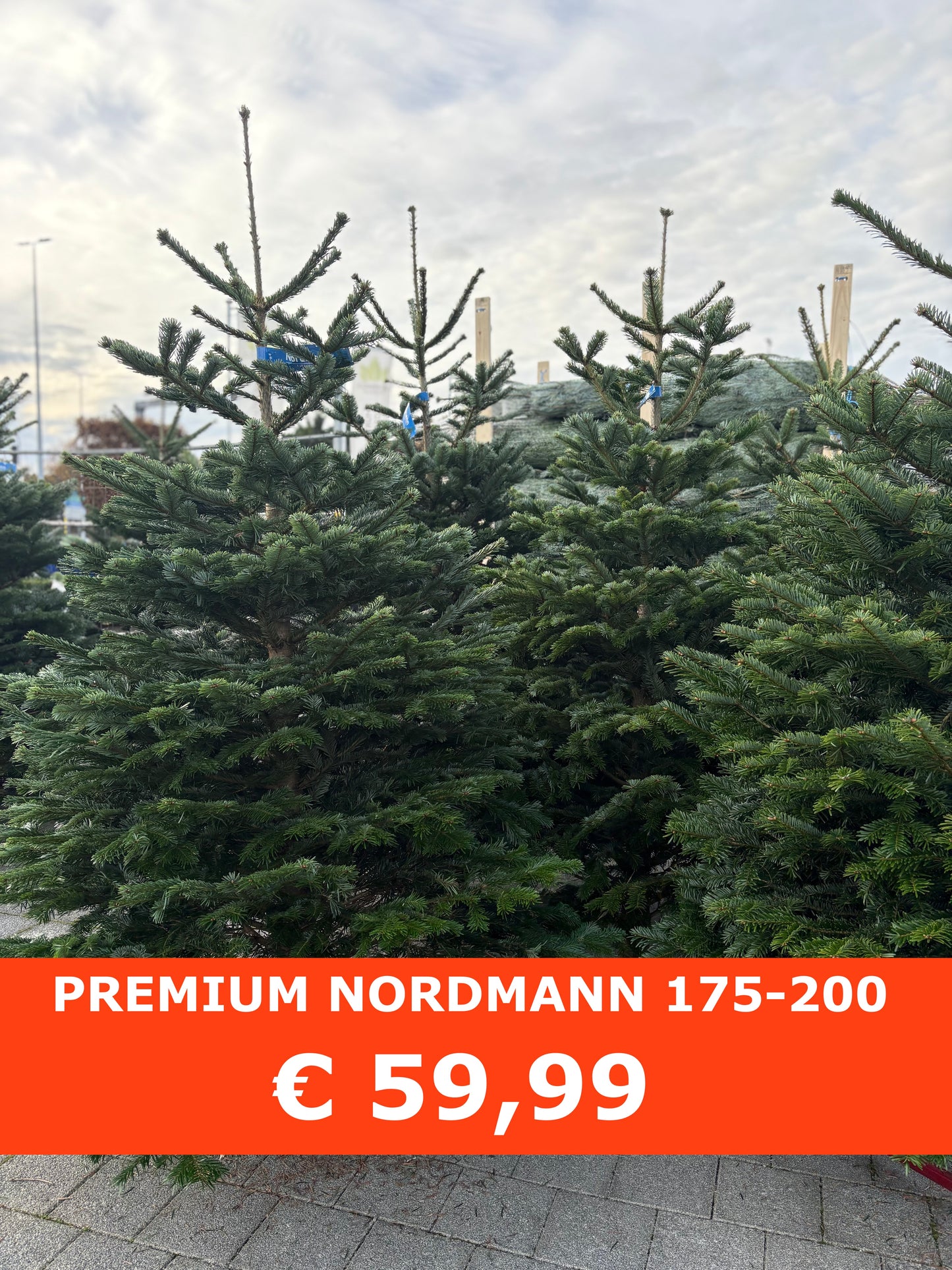 Premium Nordmann 175-200