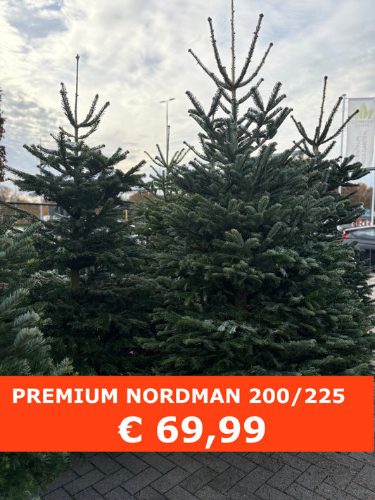Premium Nordmann 200/225 cm