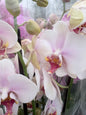 Phalaenopsis 3 spike 22+ white-rose