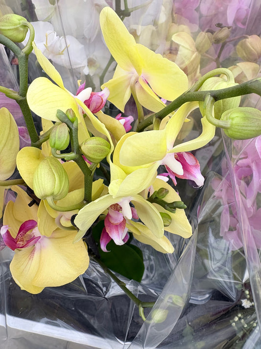 Phalaenopsis 3 spike 22+ yellow
