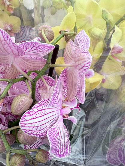 Phalaenopsis 3 spike 22+ Stripes rose-white