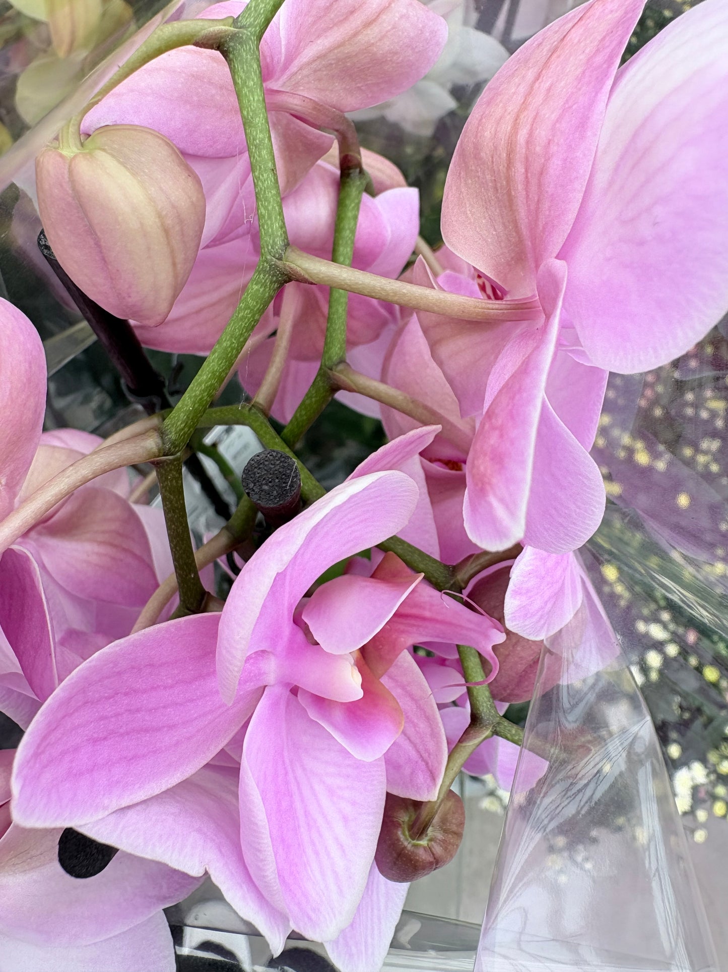 Phalaenopsis 3 spike 22+