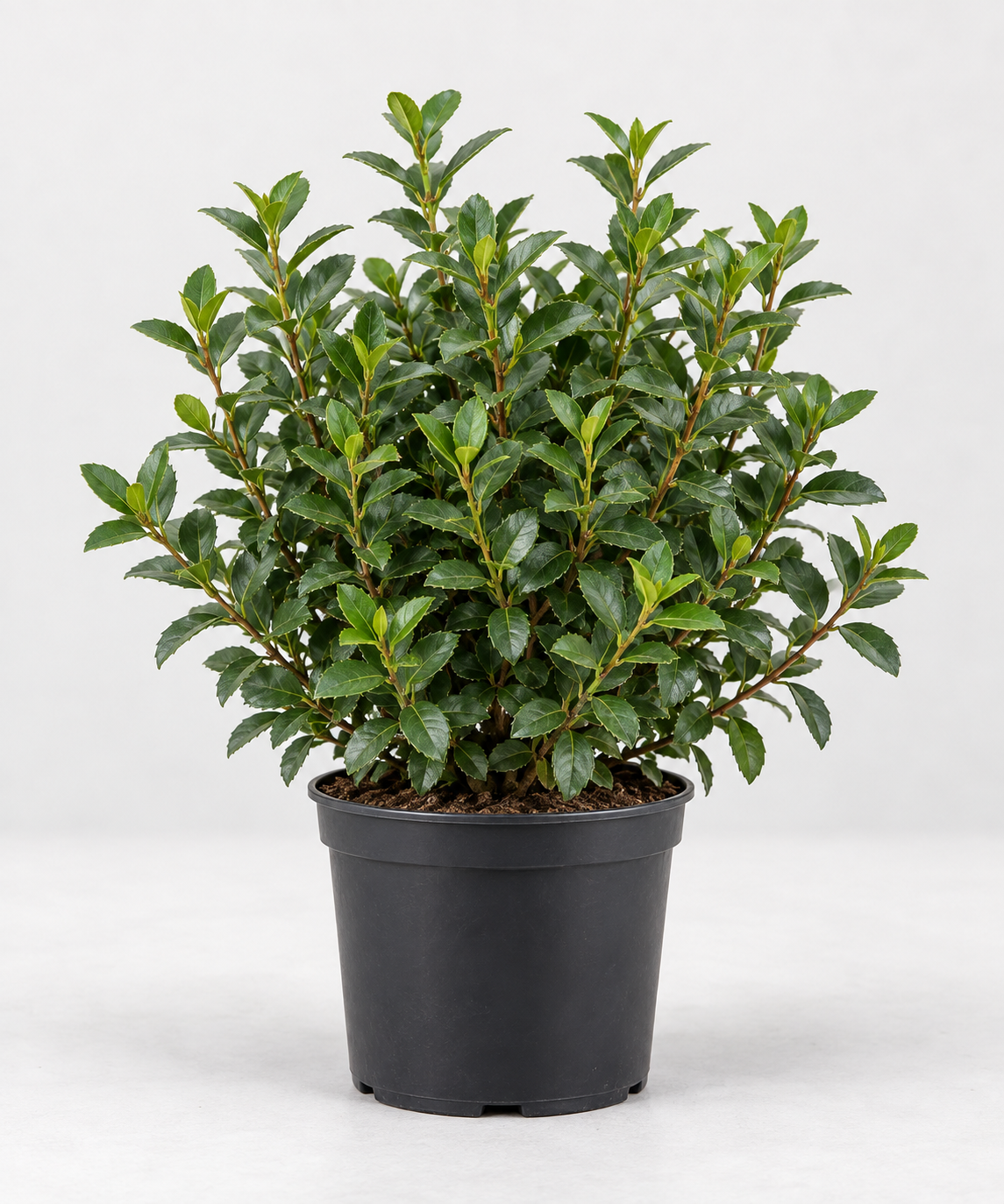 Osmanthus x Burkwoodii 30/40