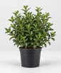 Osmanthus x Burkwoodii 30/40