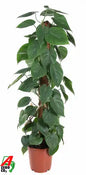 Philodendron Scandens mosstok Groenblijvende Kamerplant