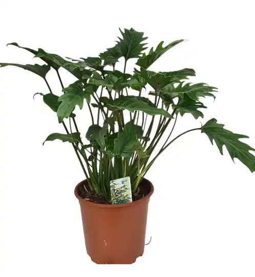 Philodendron Xanadu Groenblijvende Kamerplant