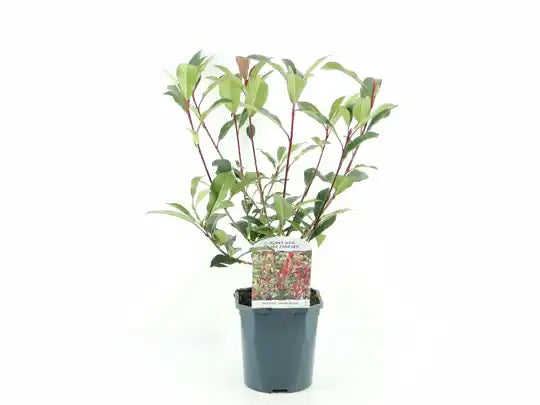 Photinia Carré Rouge Tuinplanten