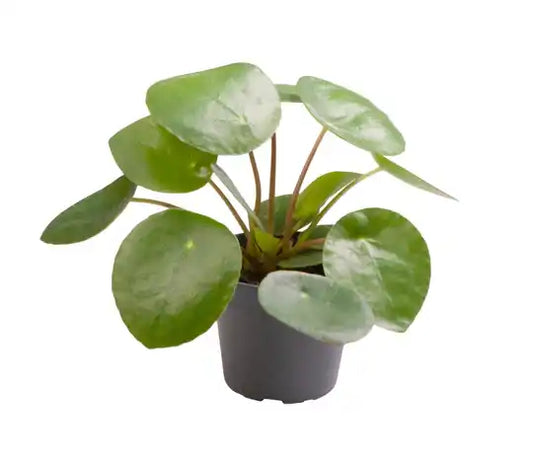 Pilea Peperomiodes Groenblijvende Kamerplant