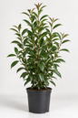 Prunus Lusitanica 40cm+