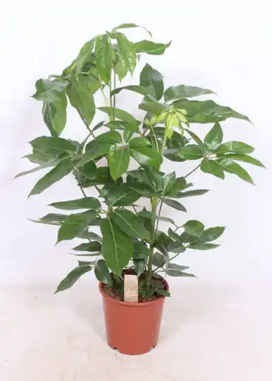 Schefflera Amate Groenblijvende Kamerplant