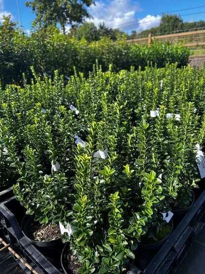 Euonymus japonicus ‘Green Spire’ (Buxus vervanger)