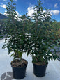 Prunus lusitanica angustifolia 7,5L 80/100