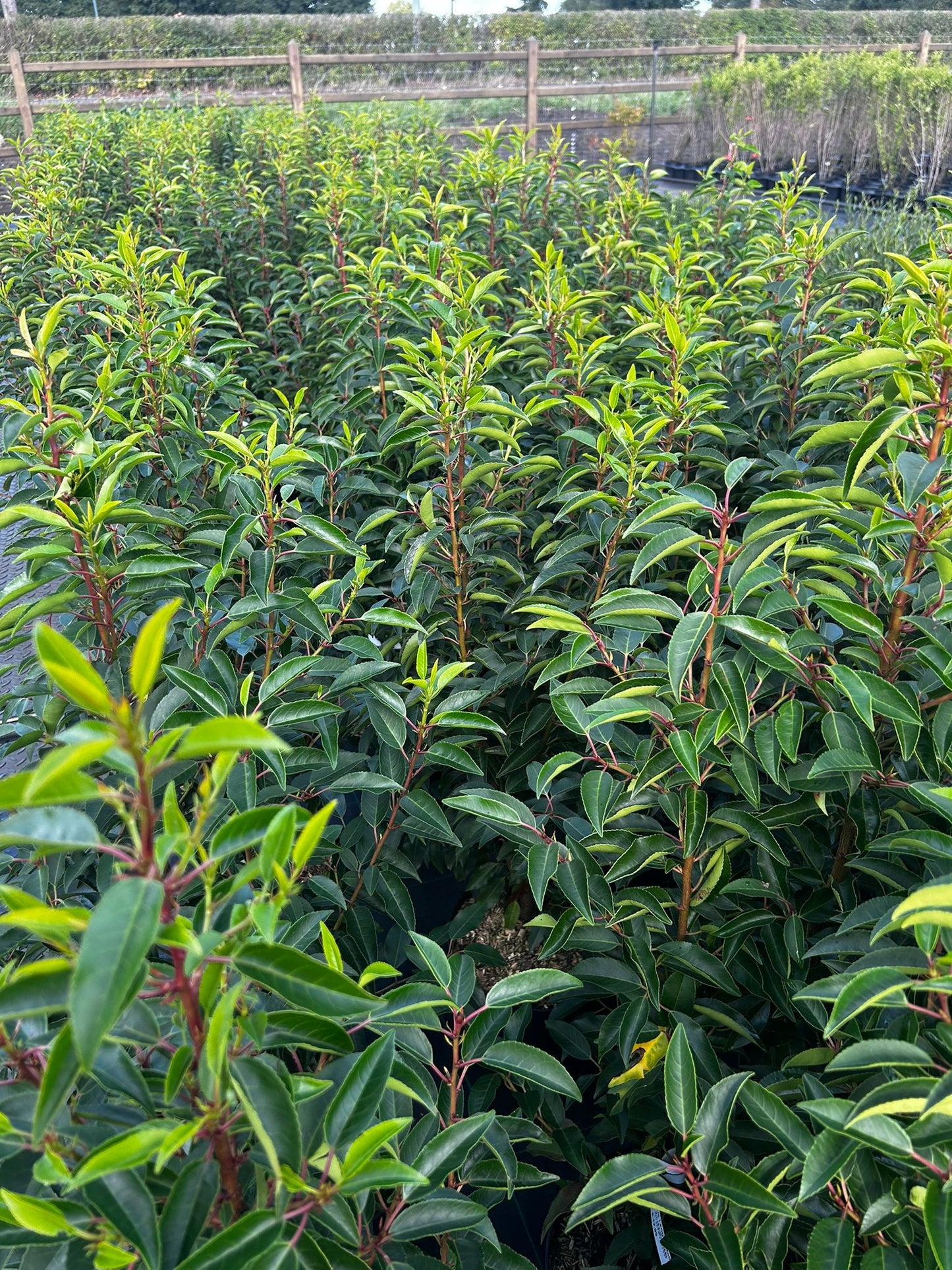 Prunus lusitanica angustifolia 7,5L 80/100