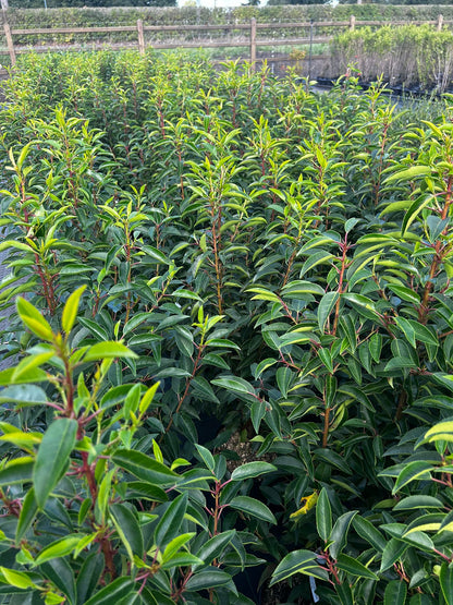 Prunus lusitanica angustifolia 7,5L 80/100