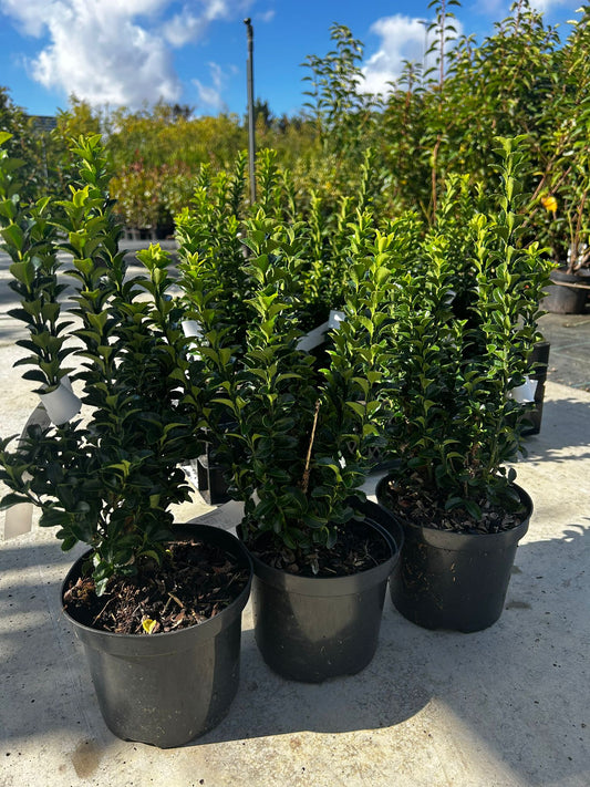 Euonymus japonicus ‘Green Spire’ (Buxus vervanger)