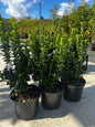Euonymus japonicus ‘Green Spire’ (Buxus vervanger)