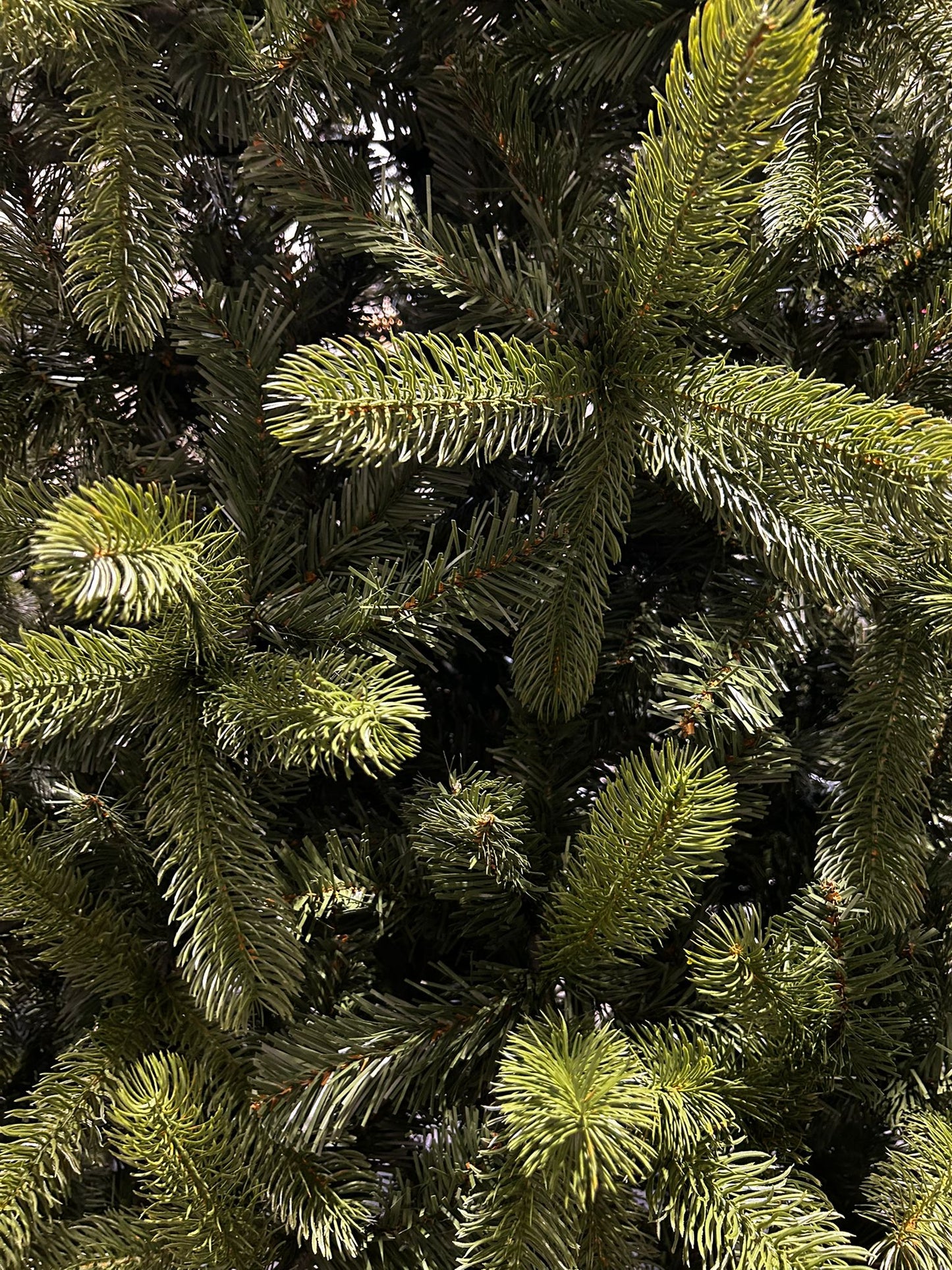 Kerstboom Bayberry Slim