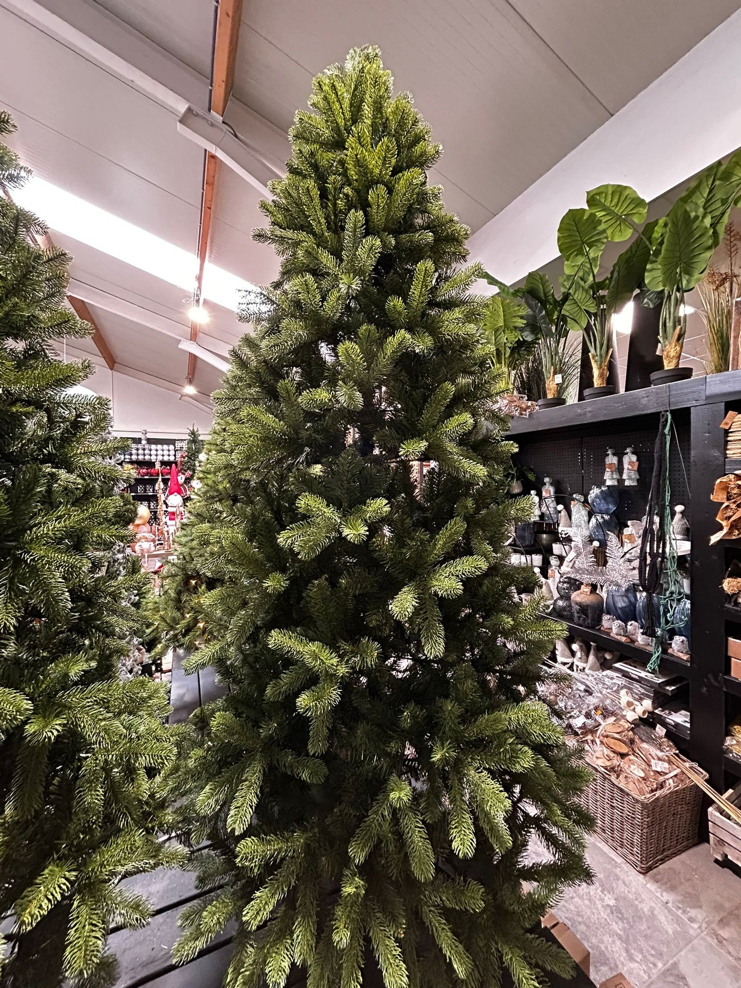 Kerstboom Bayberry