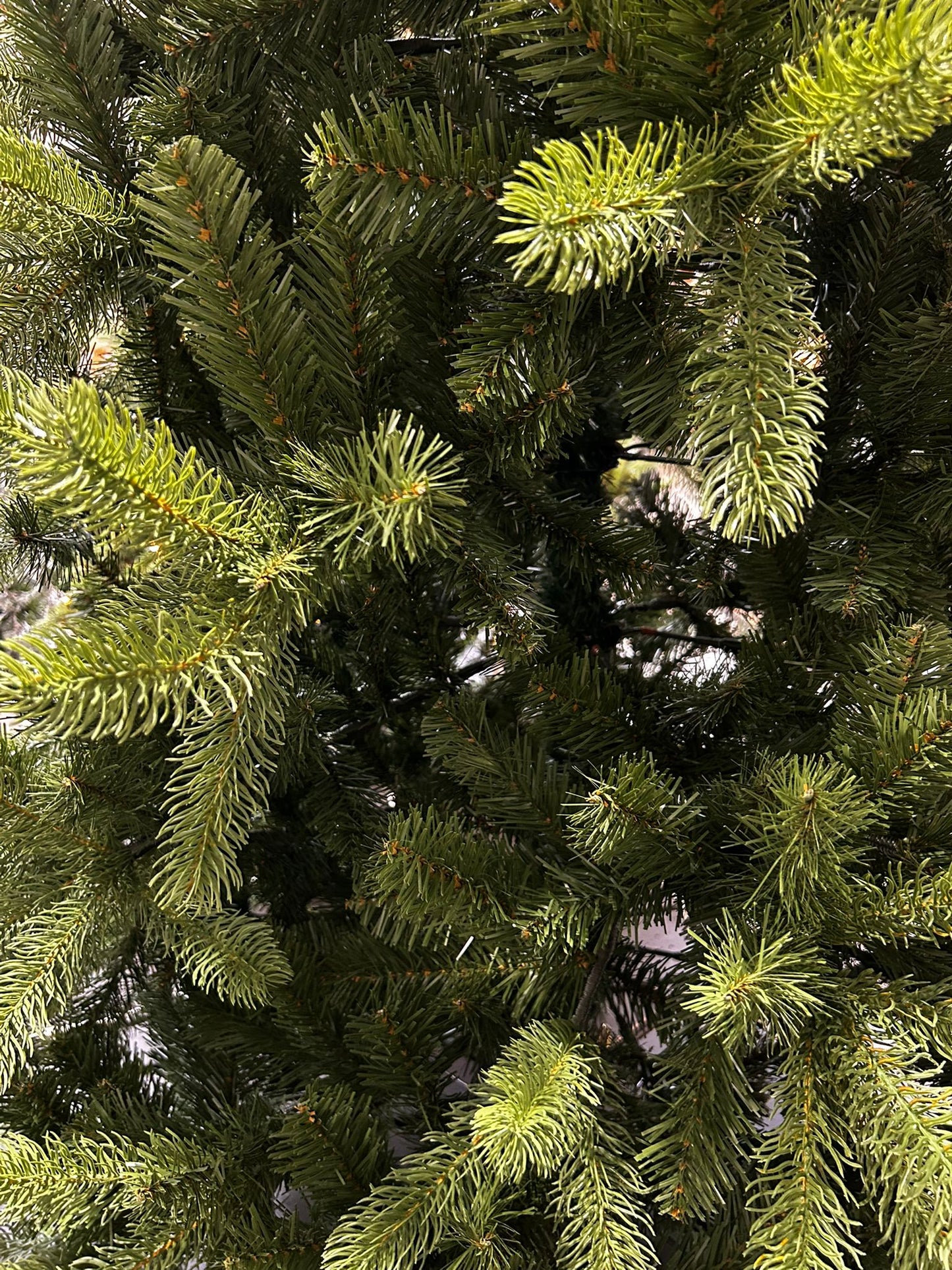 Kerstboom Bayberry