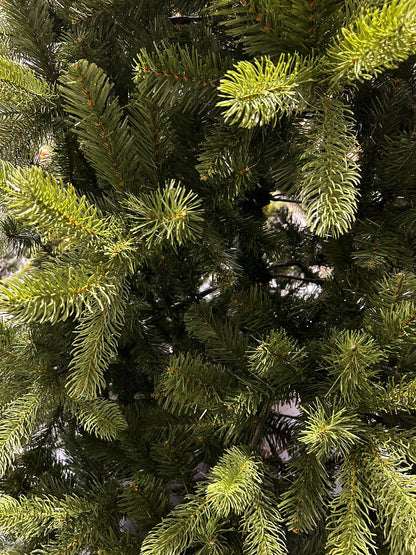 Kerstboom Bayberry