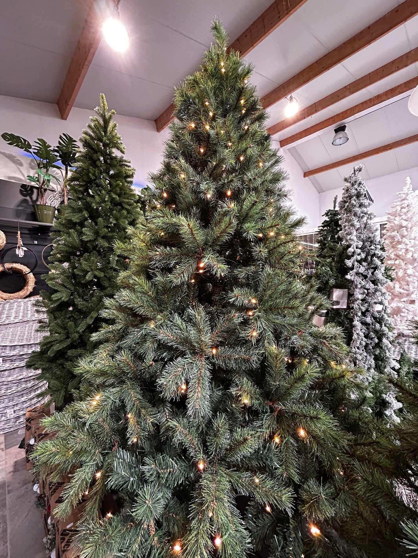 Kerstboom Carmanah incl LED