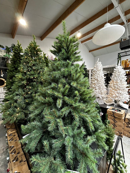 Kerstboom Carmanah