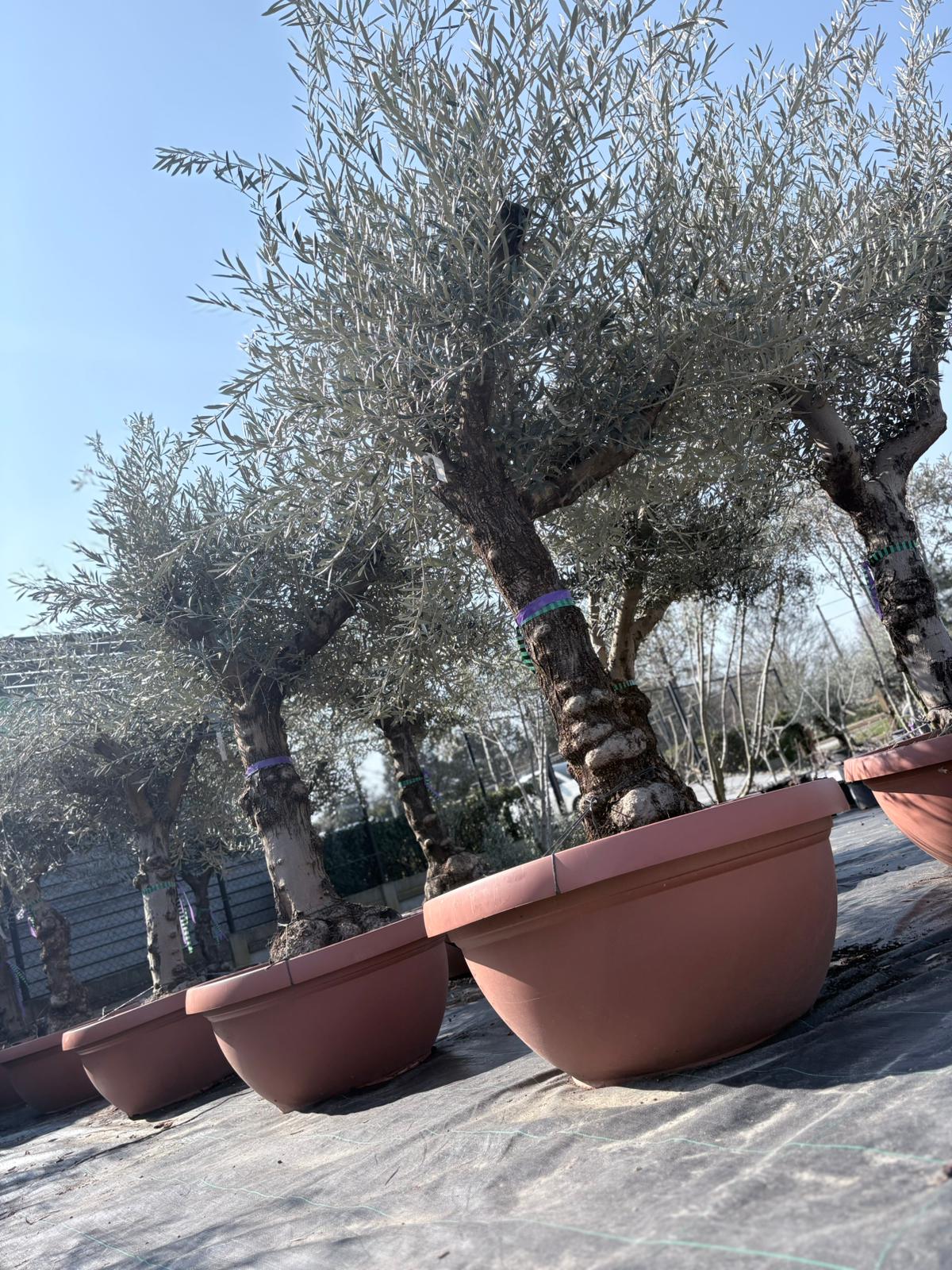 Olea europaea old skin