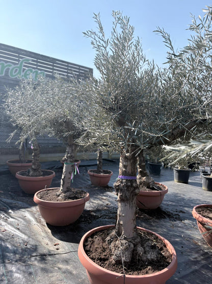 Olea europaea old skin