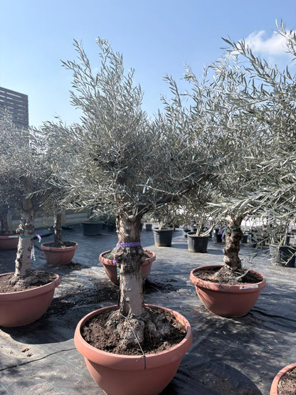 Olea europaea old skin