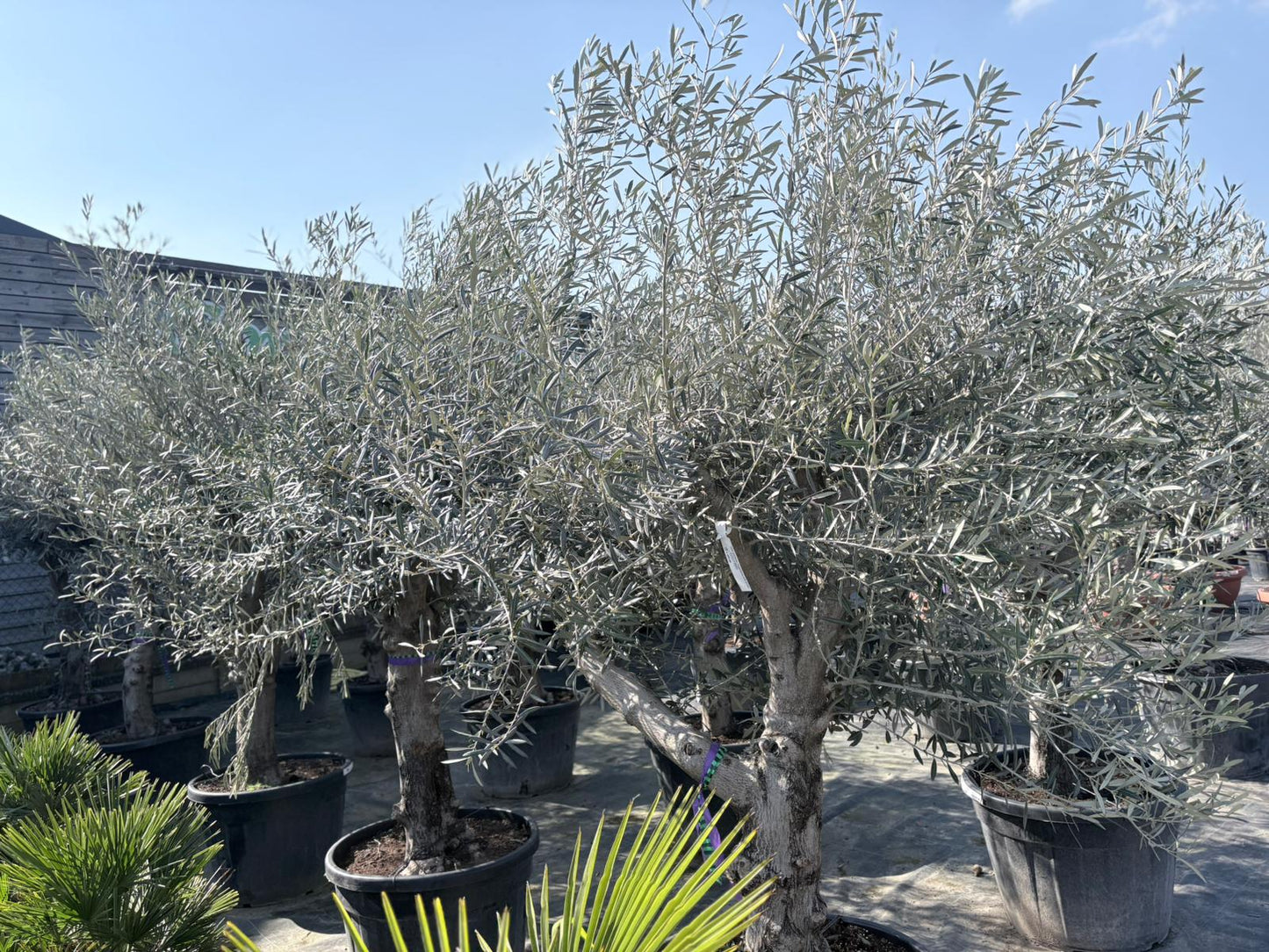 Olea europaea old skin