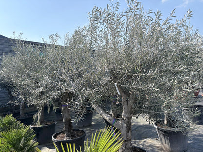 Olea europaea old skin