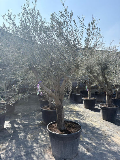 Olea europaea Hojiblanca