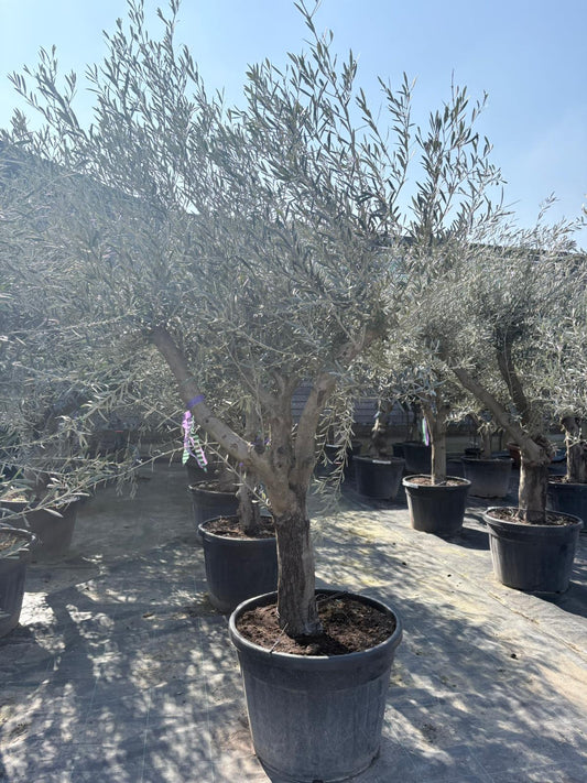 Olea europaea Hojiblanca