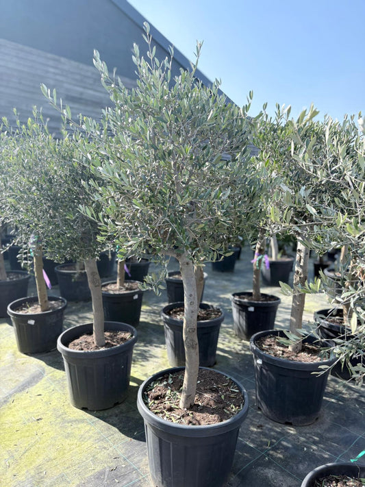 Olea europaea ‘Florida’ 45L