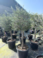 Olea europaea ‘Florida’ 45L
