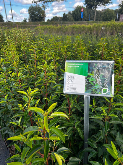 Prunus Lusitanica Angustifolia