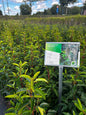 Prunus Lusitanica Angustifolia