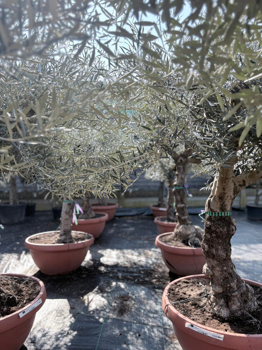 Olea europaea old skin