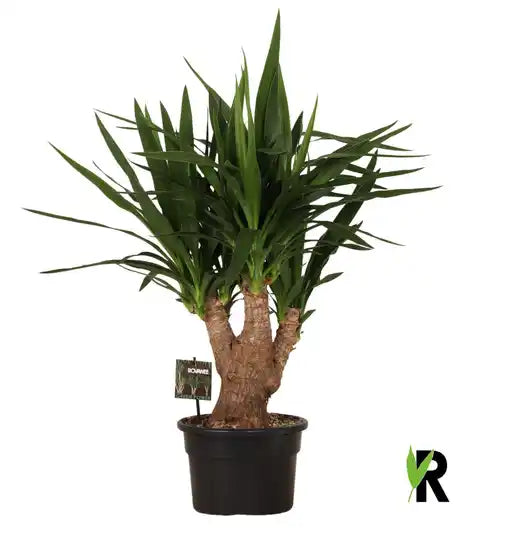 Yucca Eleph. rechte stam p23 Groenblijvende Kamerplant