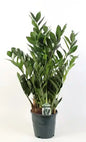 Zamioculcas P21 Lucky Classic Groenblijvende Kamerplant — 12+ veren