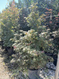 Acer Palm. Skeeter broom