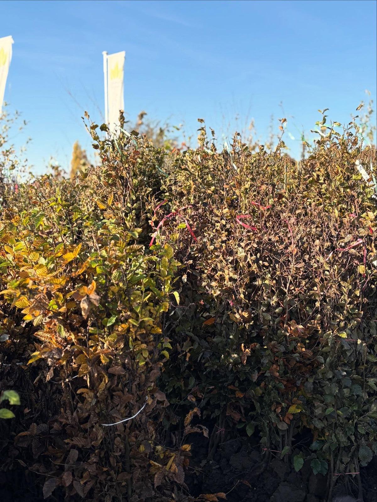 Fagus groen