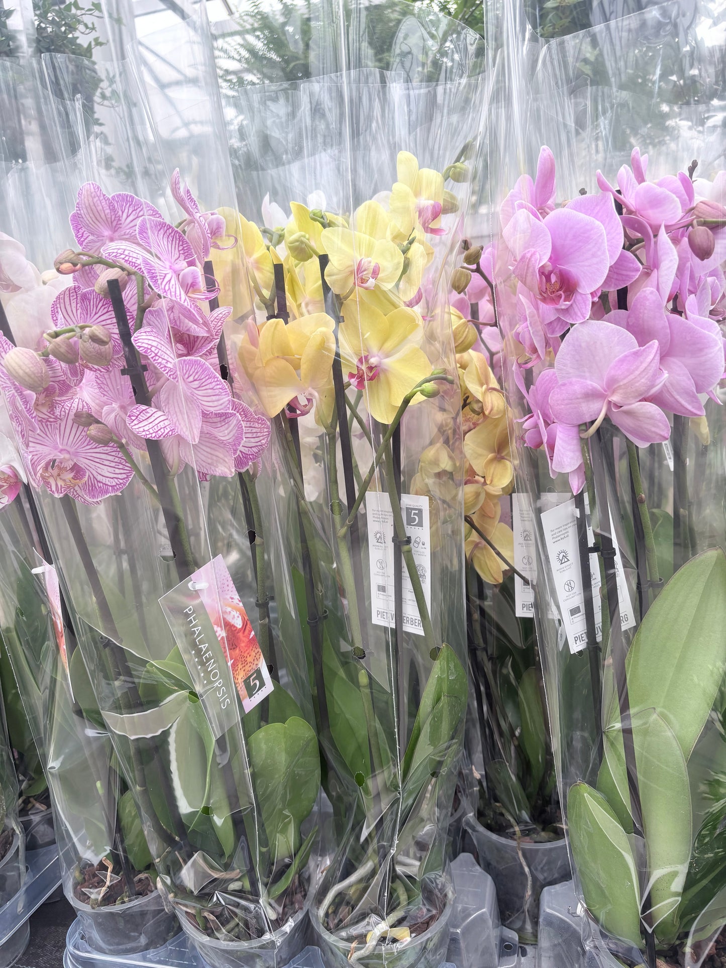 Phalaenopsis 3 spike 22+
